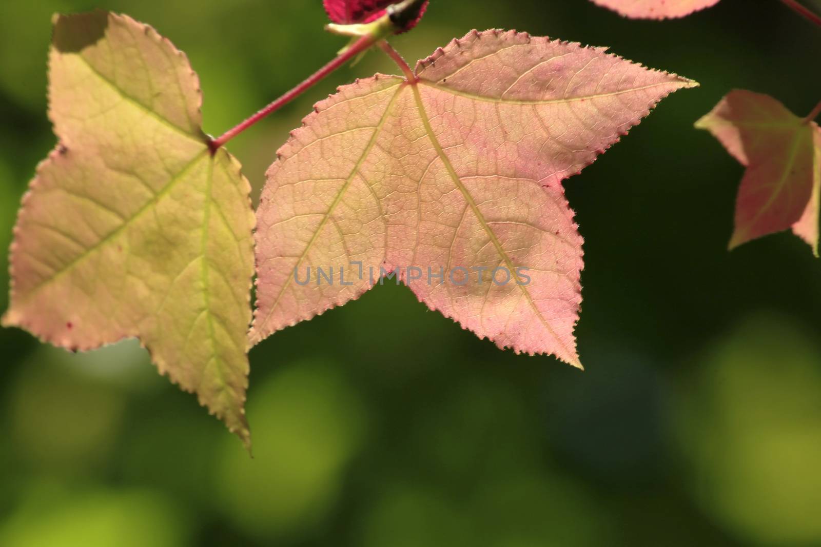 Maple leaf background by Puripatt