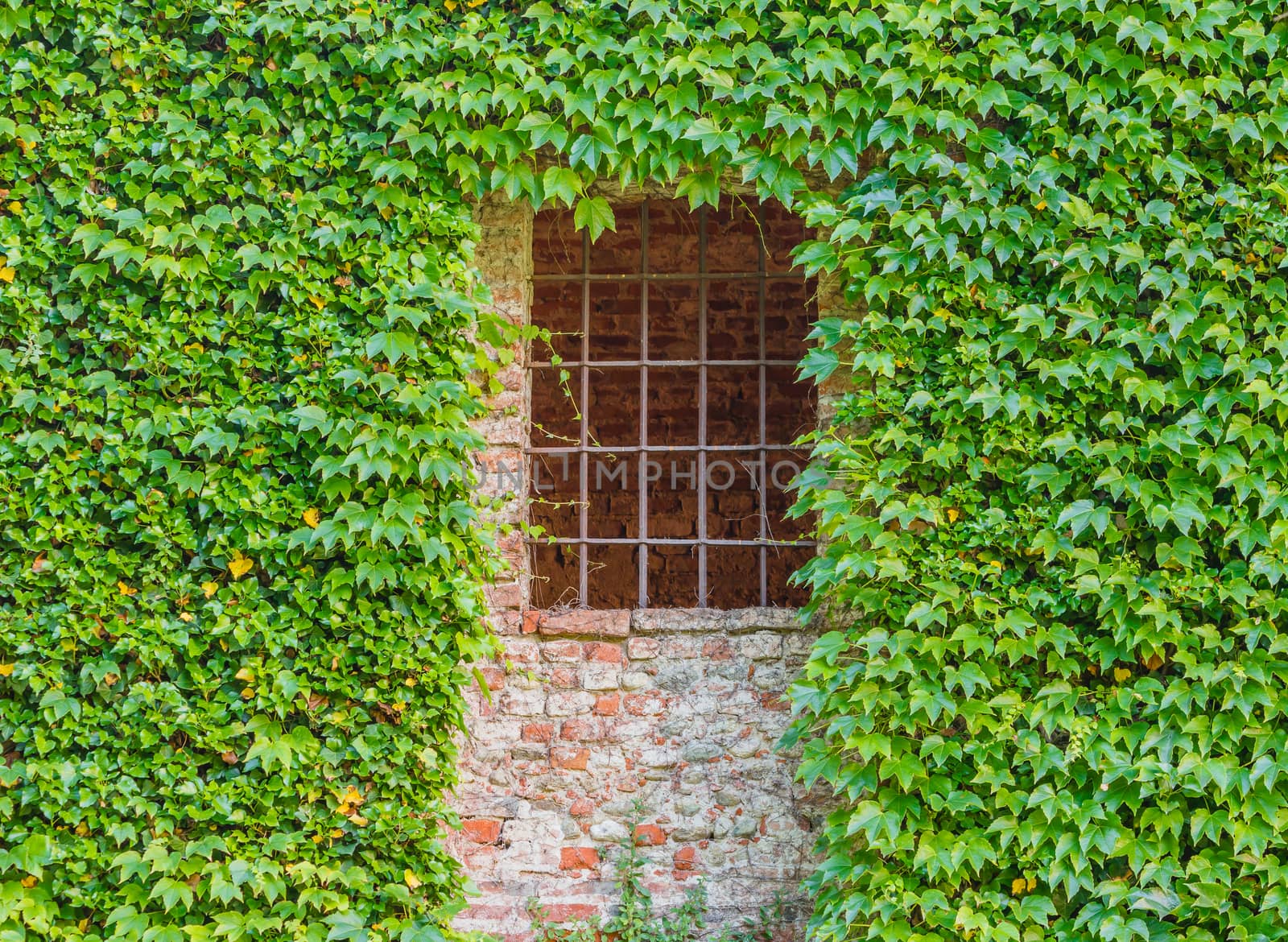 window with a  grating  of a castle in a brick wall covered with ivy