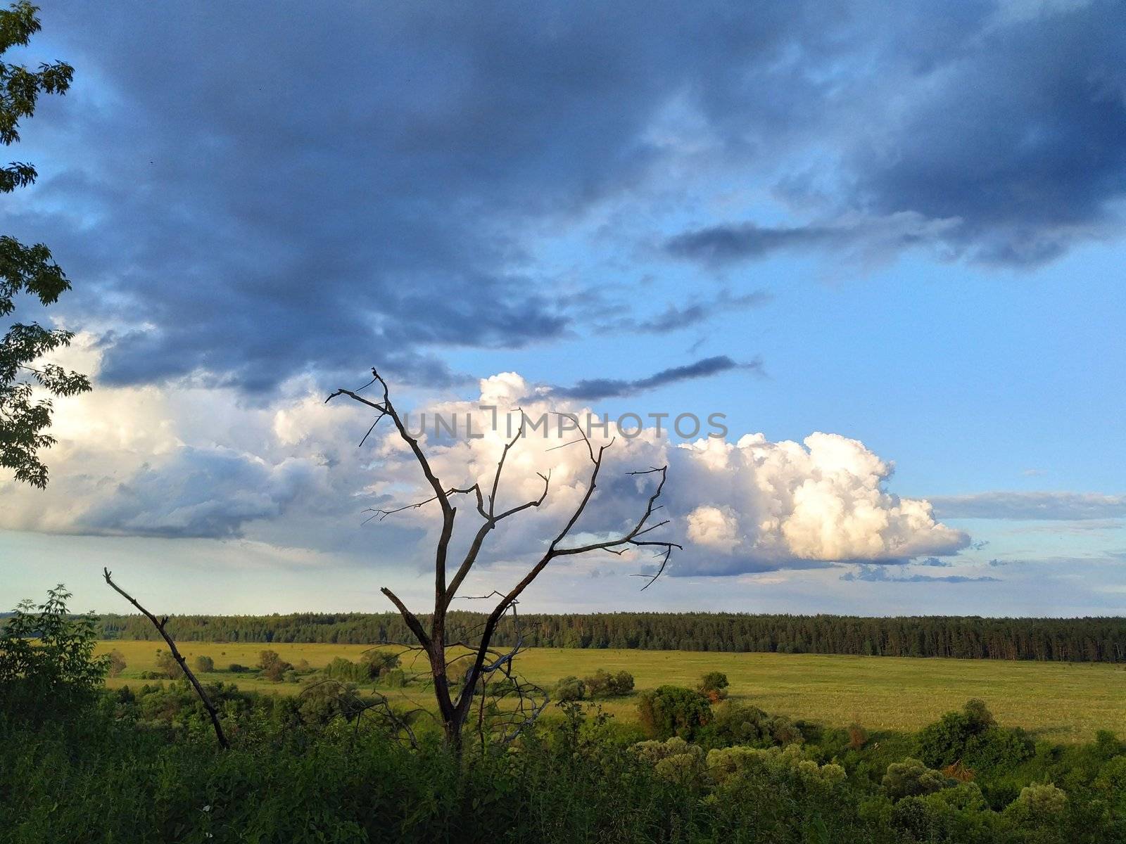 Dead tree on a background of dark blue and white clouds over the fields, smart