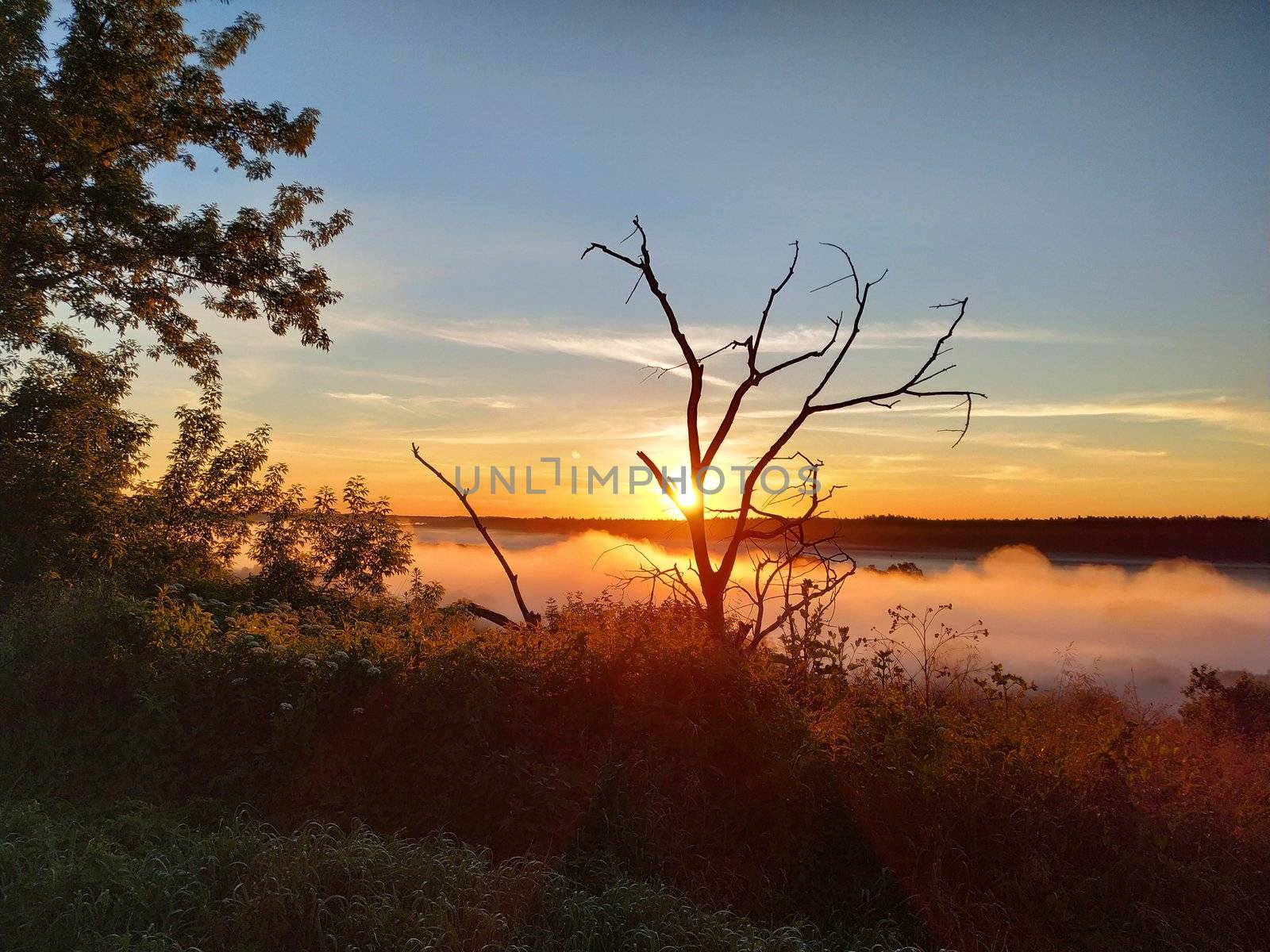 Driftwood against the background of a landscape with the sun rising, smart