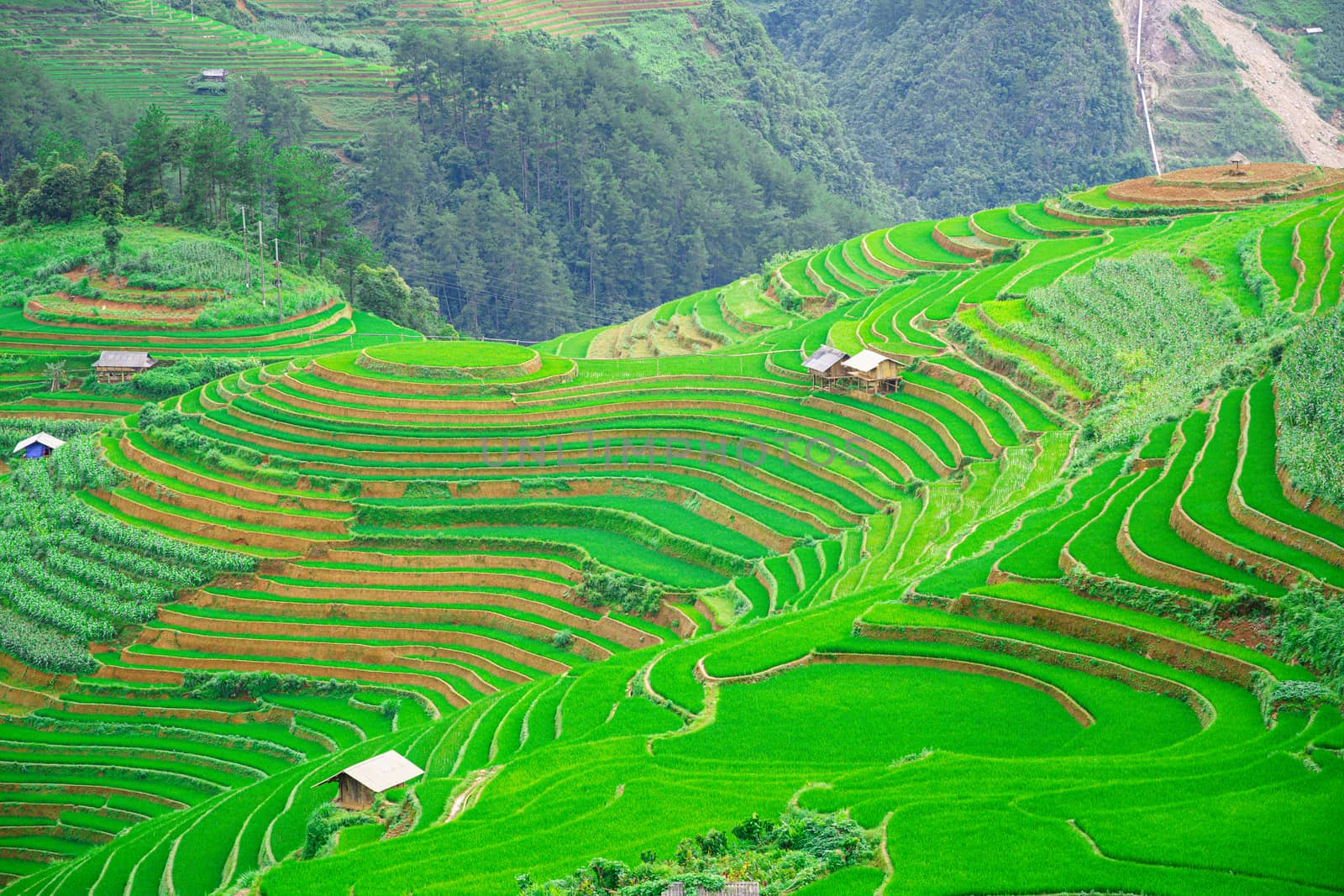 Beautiful terraced rice paddy field and small wooden hut in the by bbbirdz