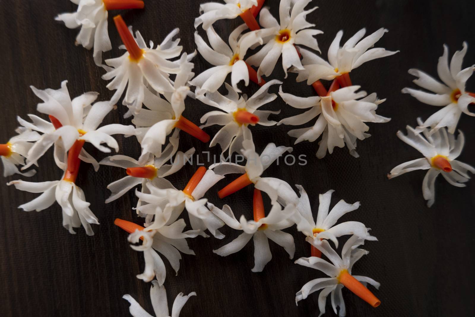 Parijat (Night Jasmine) flower laying on wooden background by mahesh_2020