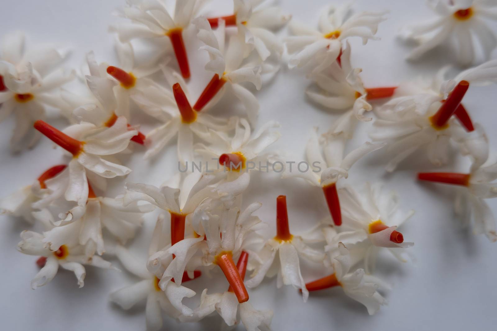 Night Jasmine (Parijat) flower gathering on white background its called Raat Ki Rani In India. The amazing fragrance of this flower uses in many spiritual activities