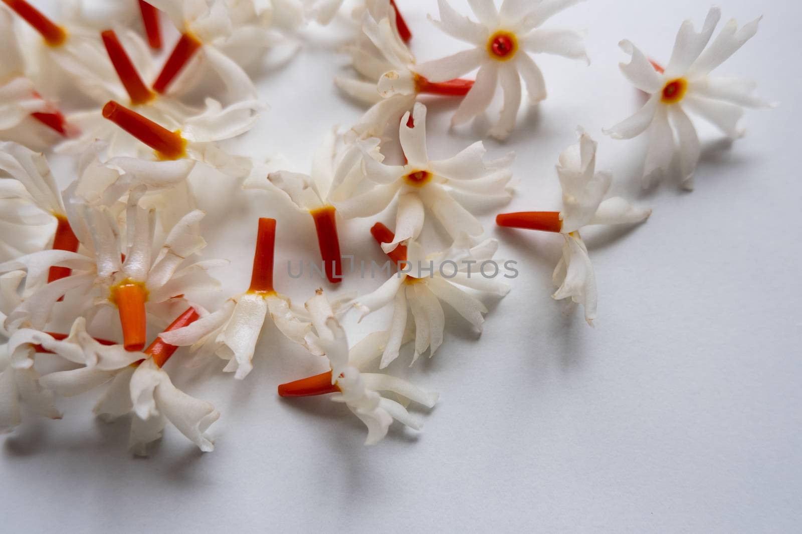 Night Jasmine (Parijat) flower gathering on white background its called Raat Ki Rani In India. The amazing fragrance of this flower uses in many spiritual activities