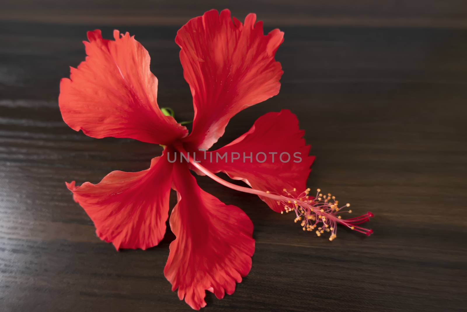 red daasaval (Hibiscus) flower on wood background by mahesh_2020