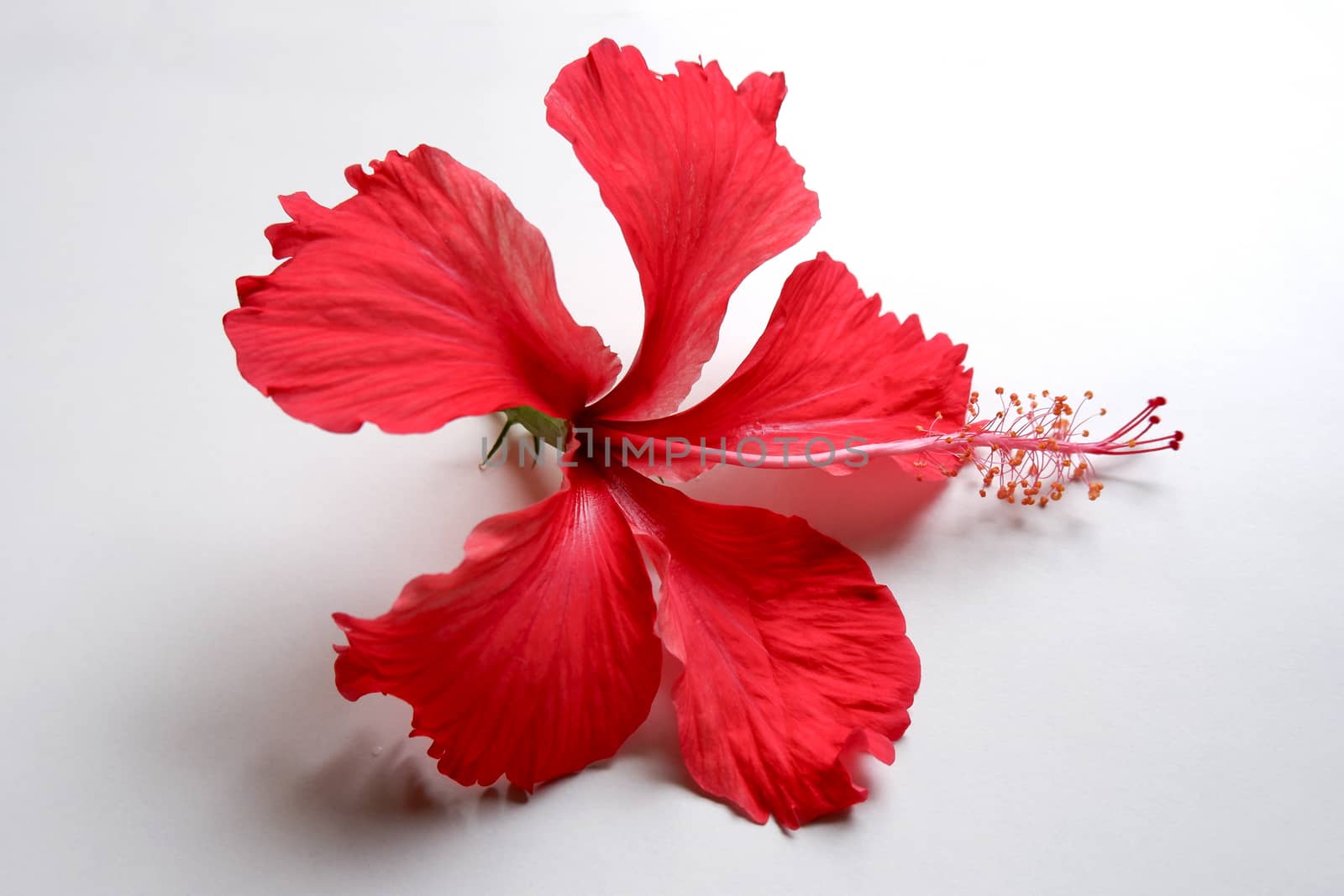 red Hibiscus flower on white background by mahesh_2020