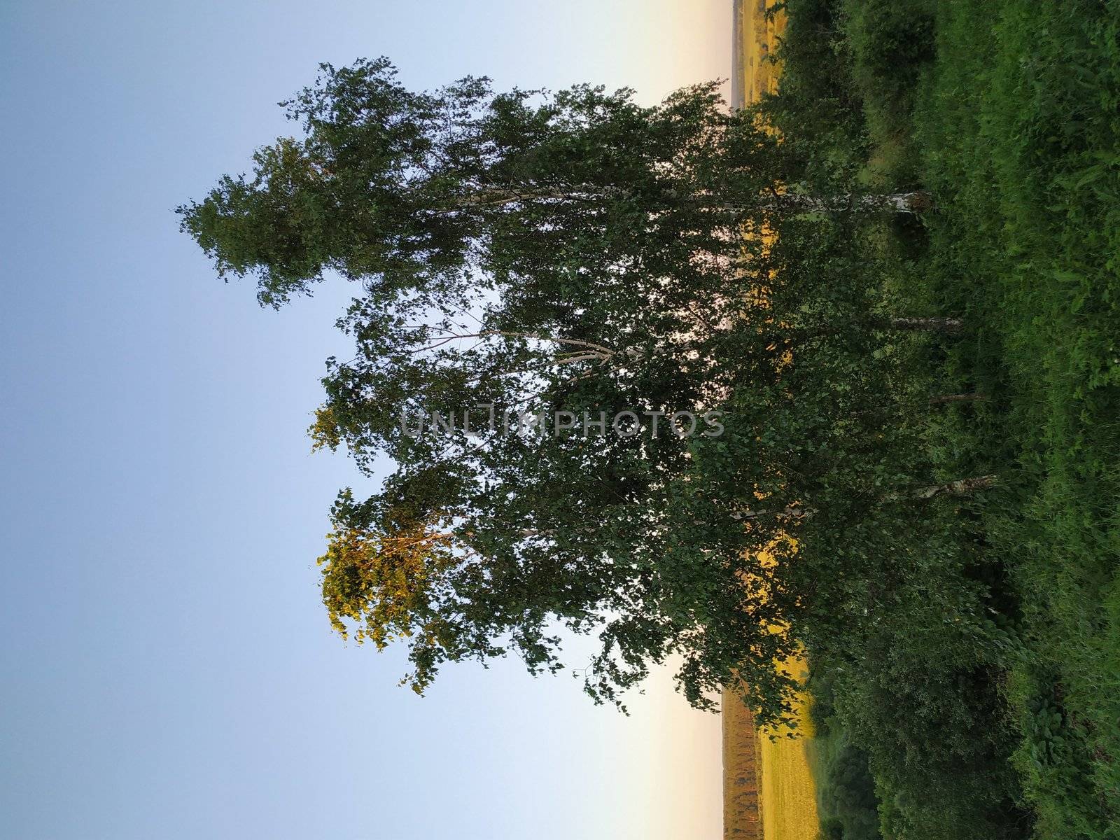 Three birch trees on the background of fields lit by the setting sun, smart