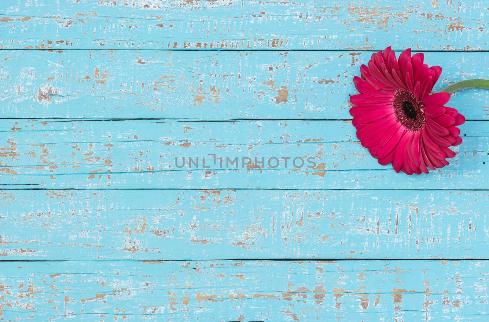Pink gerbera flower decoration over turquoise wood