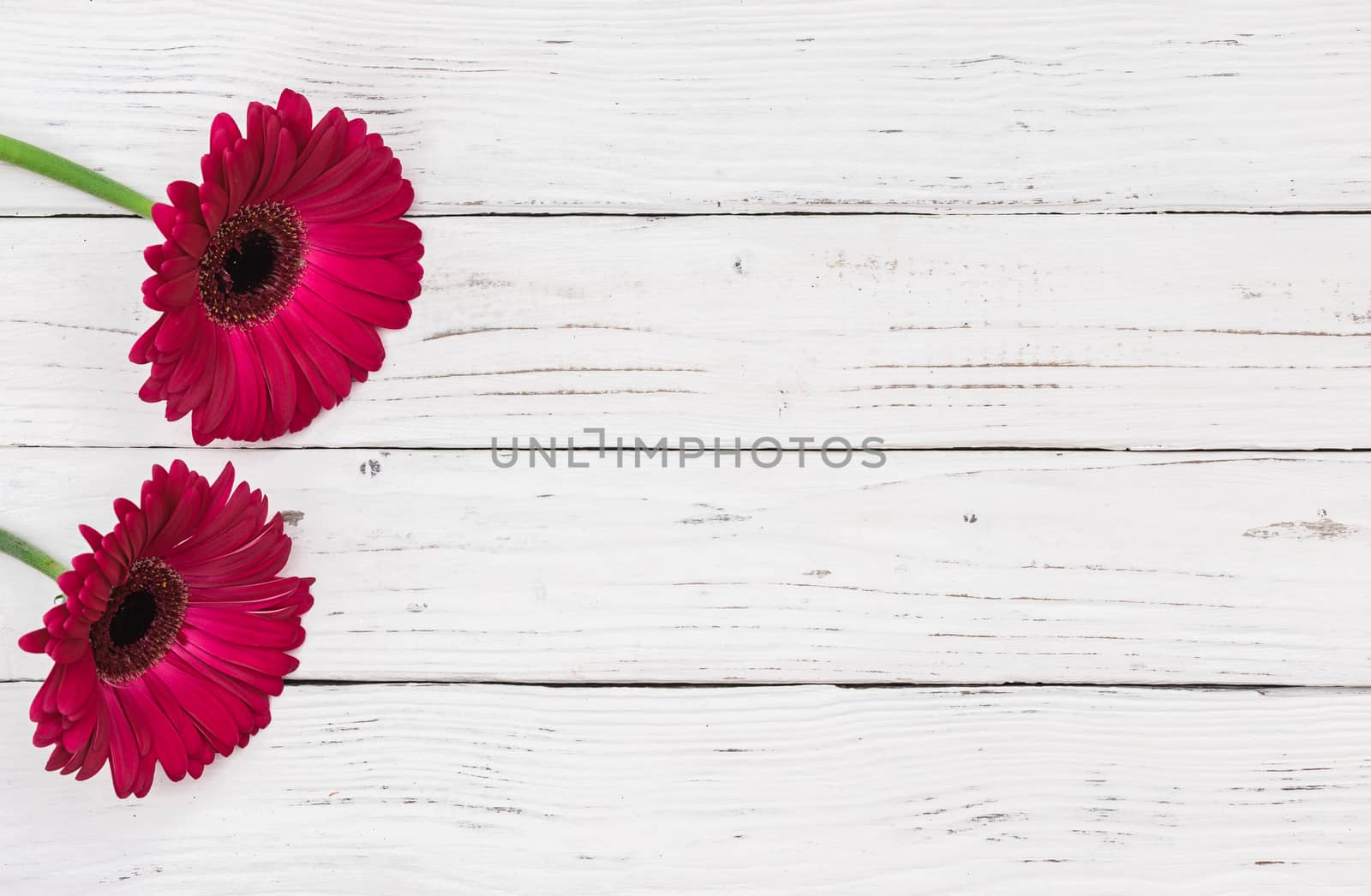 Pink gerbera flowers over white wood by Vulcano