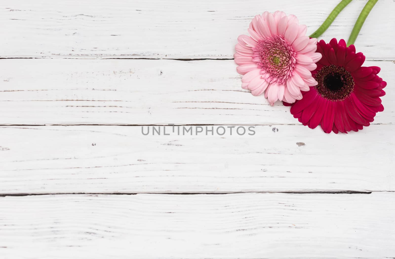 Pink gerbera blossoms arrangement on white wooden table