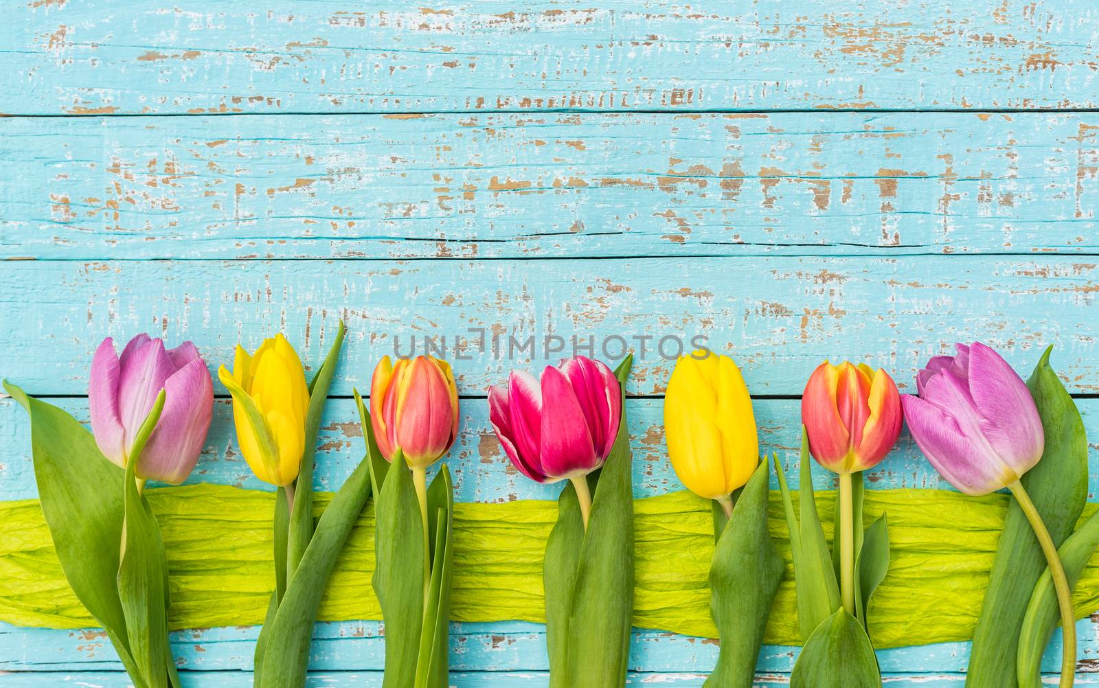 Colorful tulips border on turquoise wooden background with copy space