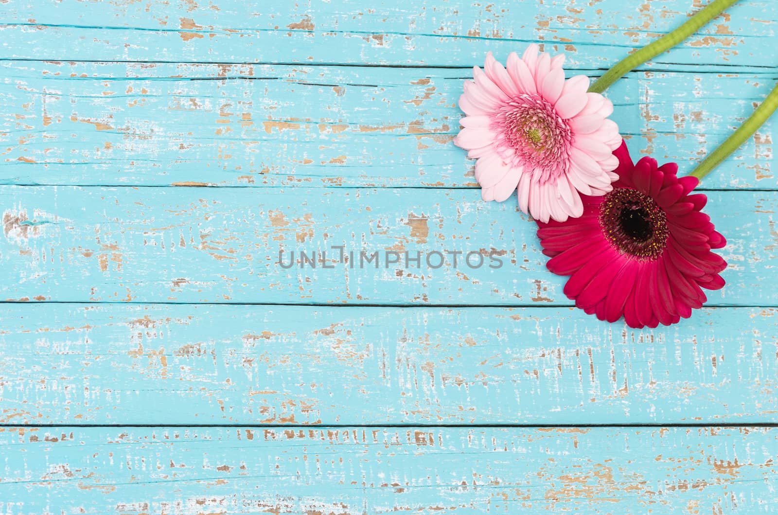 Beautiful gerbera blossoms composition on turquoise wooden background