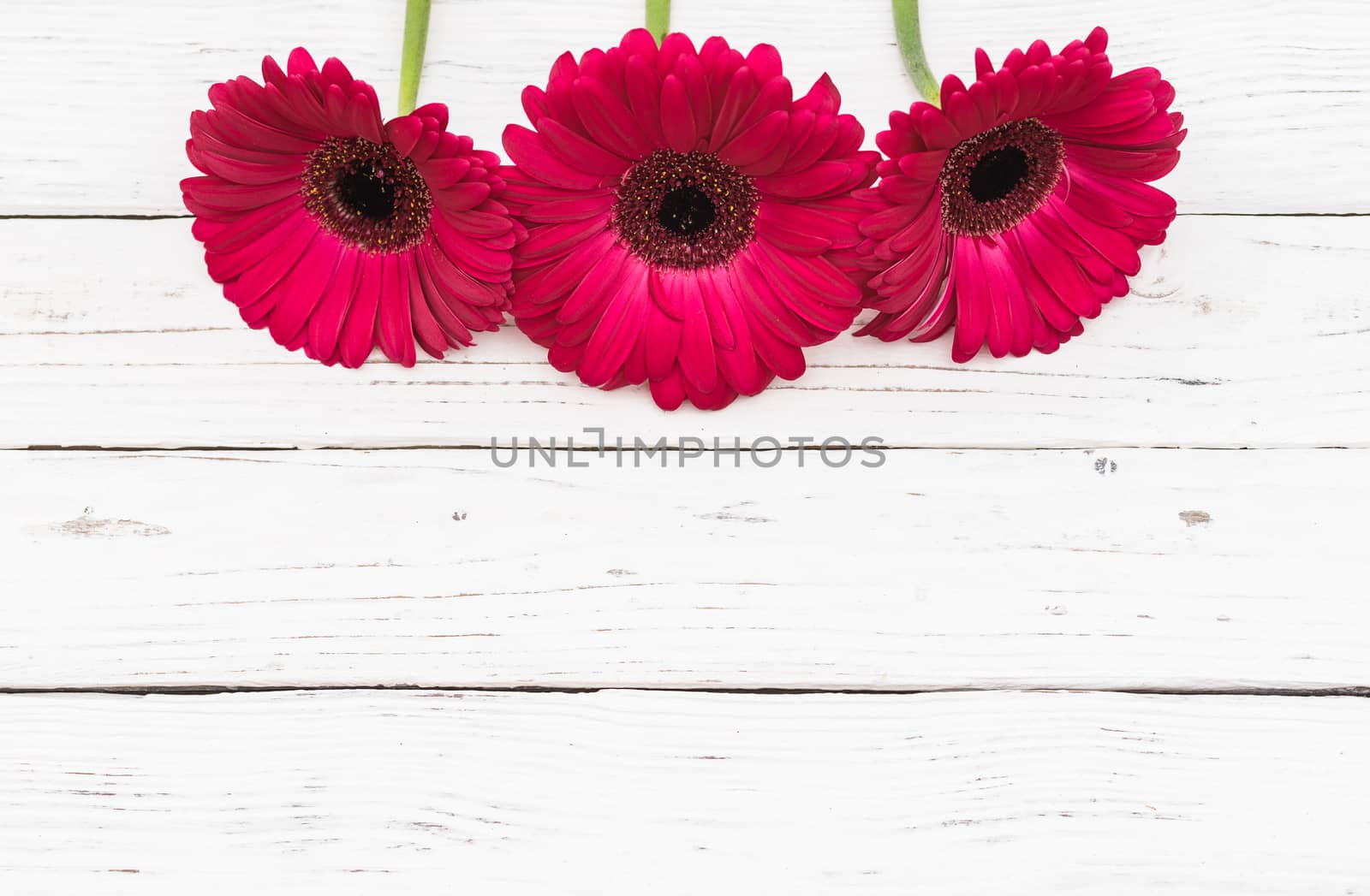 Pink gerbera flowers arrangement on white wooden background 