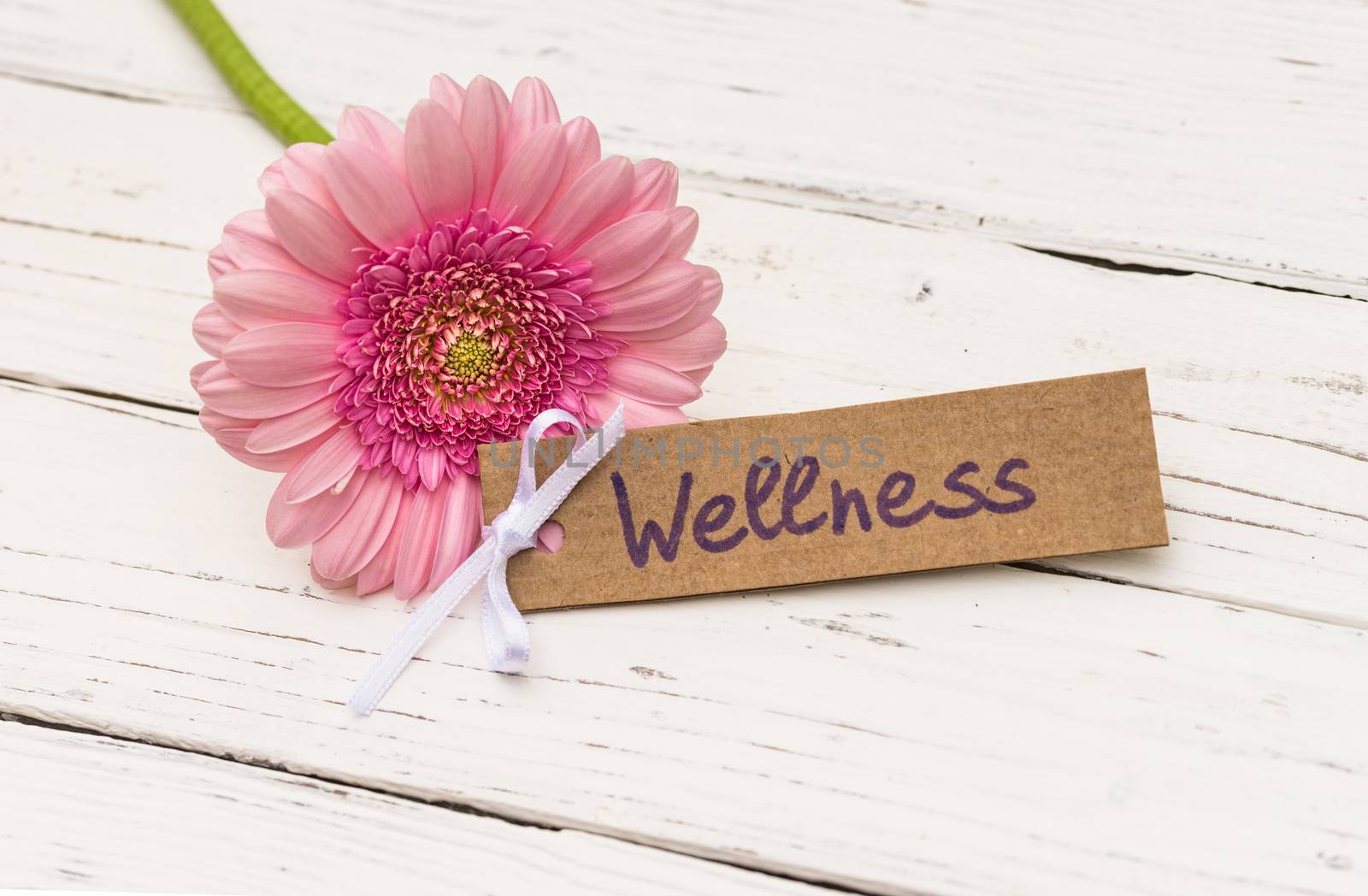 Pink gerbera daisy flower with gift card for wellness