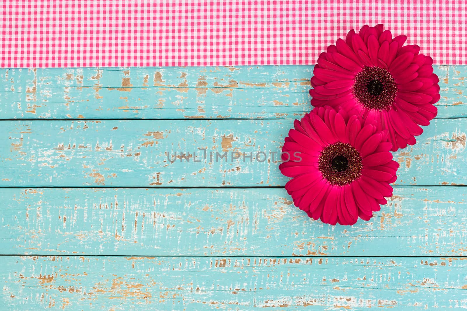 Two pink gerbera daisy flowers on pastel blue background with copy space