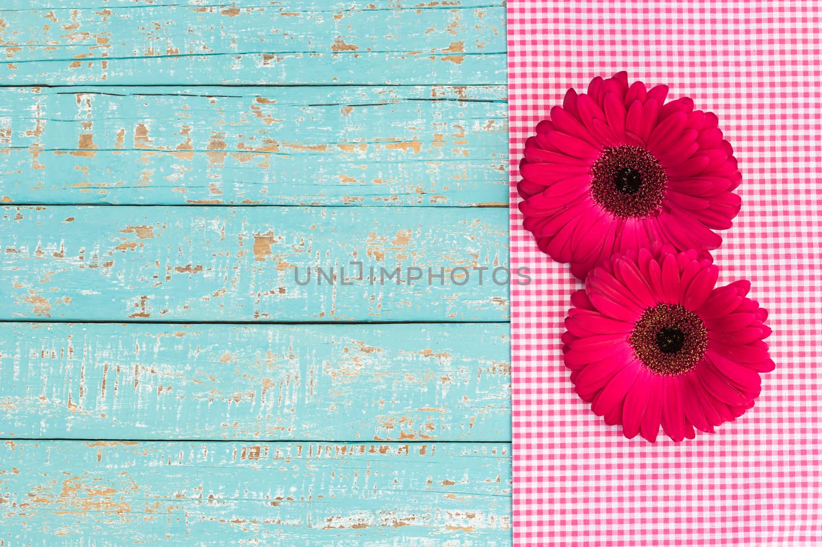 Two pink gerbera flower heads decoration on light blue wood with copy space