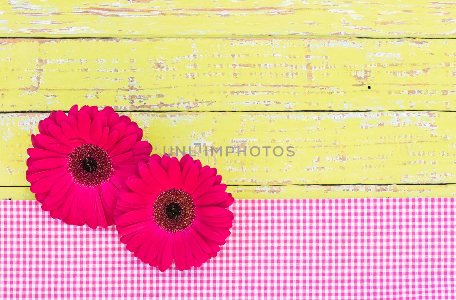 Two pink gerbera daisy flower heads on pink fabric and yellow colored wooden table background, top view, copy space