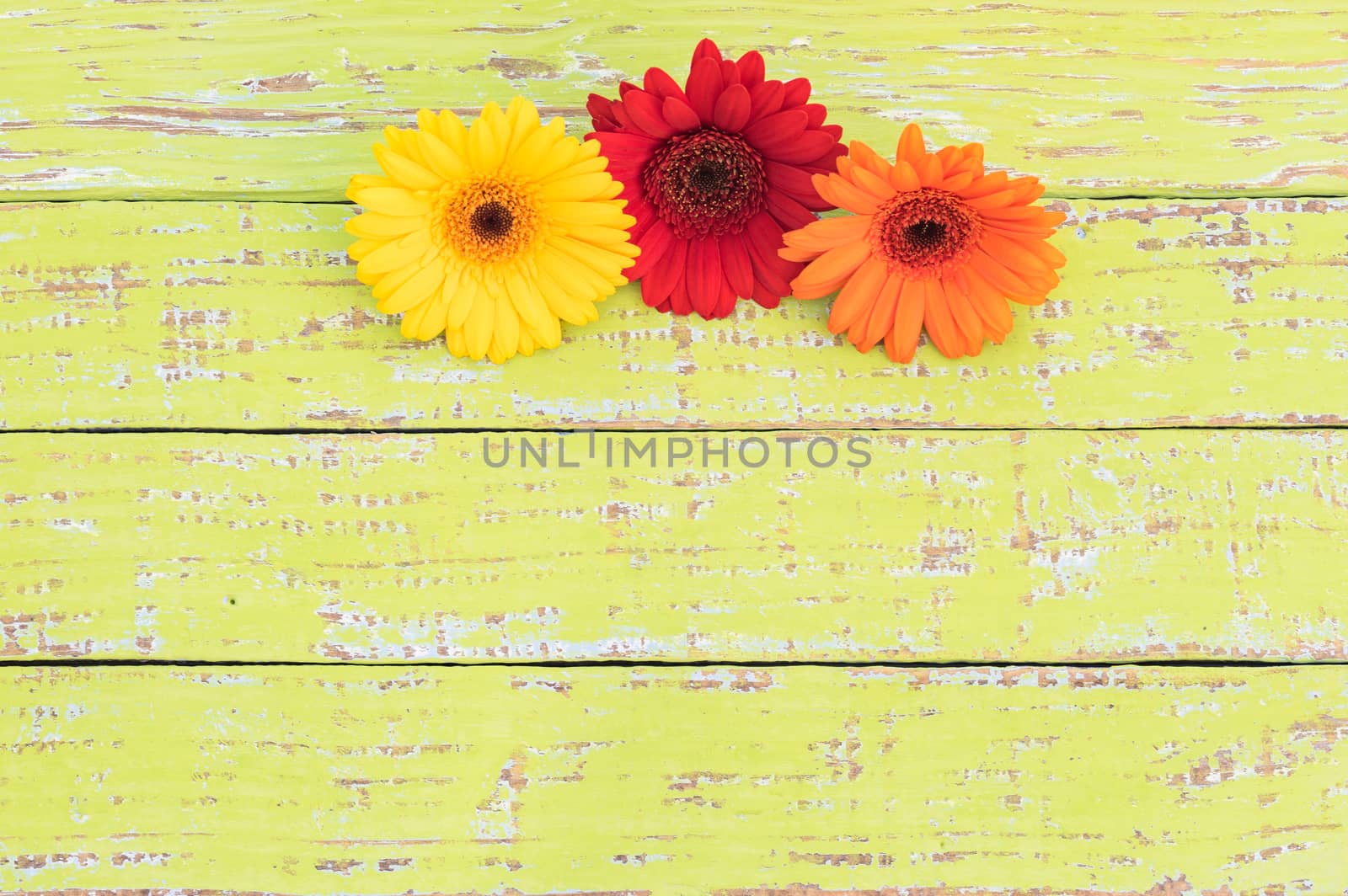 Colorful gerbera daisy flowers on colored wood with copy space