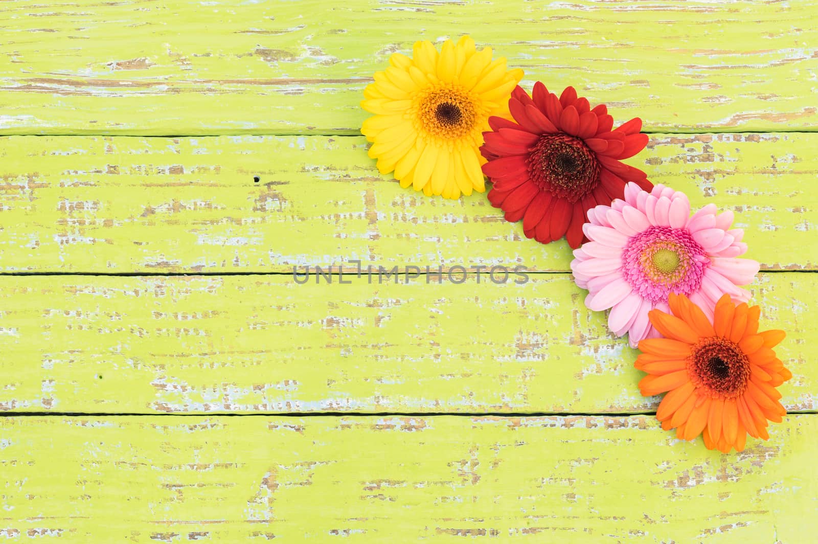 Multicolored gerbera flowers on wooden background by Vulcano