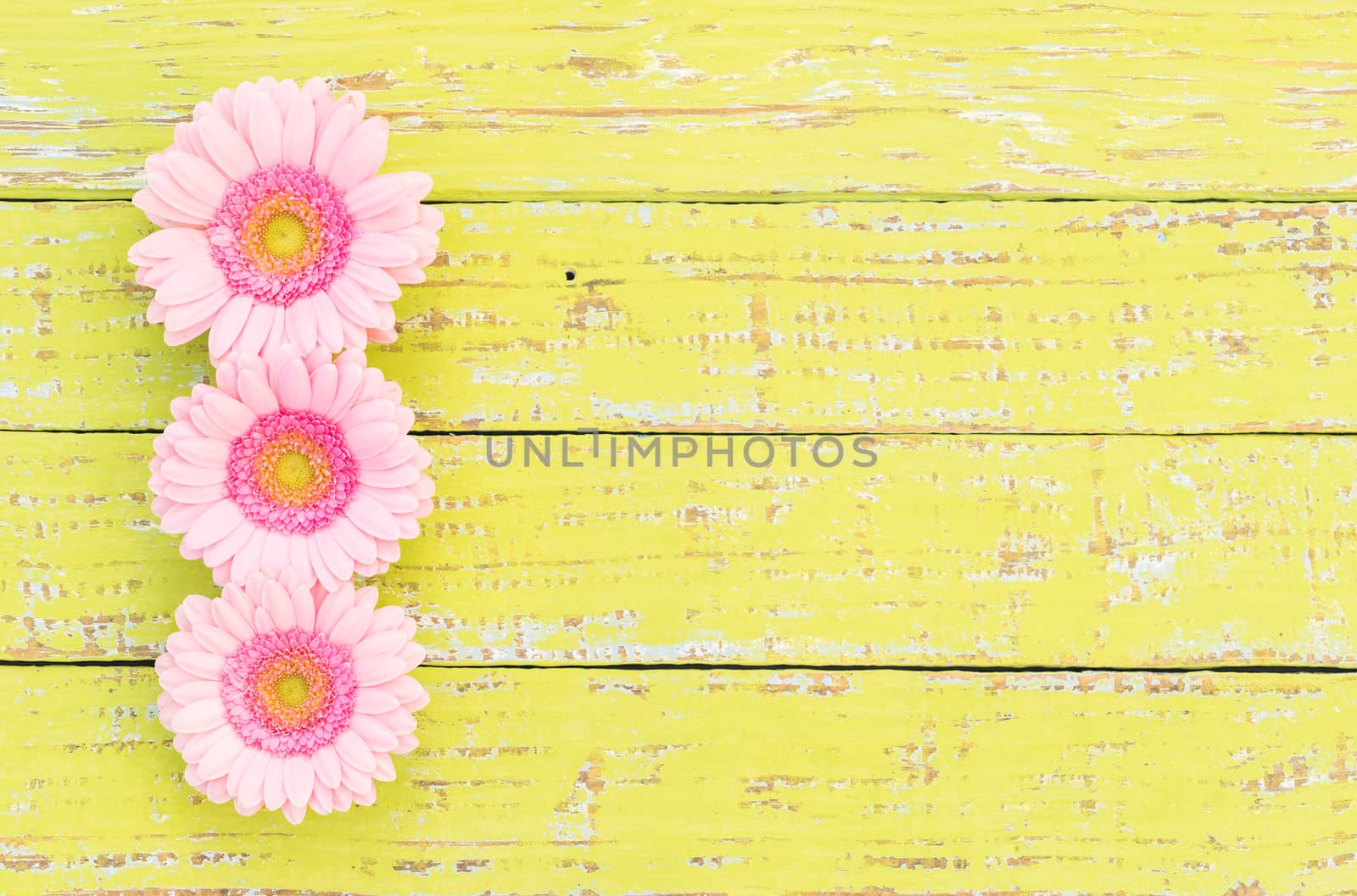 Gerbera daisy flowers in pastel pink on yellow wood, floral frame with copy space