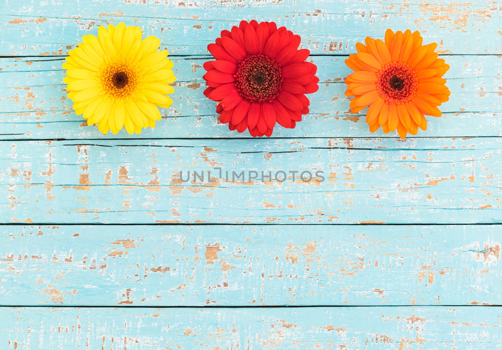 Colorful gerbera daisy flowers border frame decoration on pastel blue wood with copy space