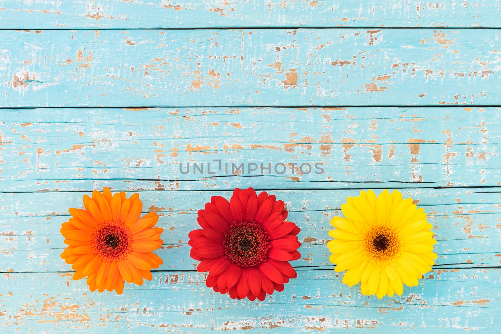 Gerbera flowers in orange, red and yellow on light blue wooden background with copy space