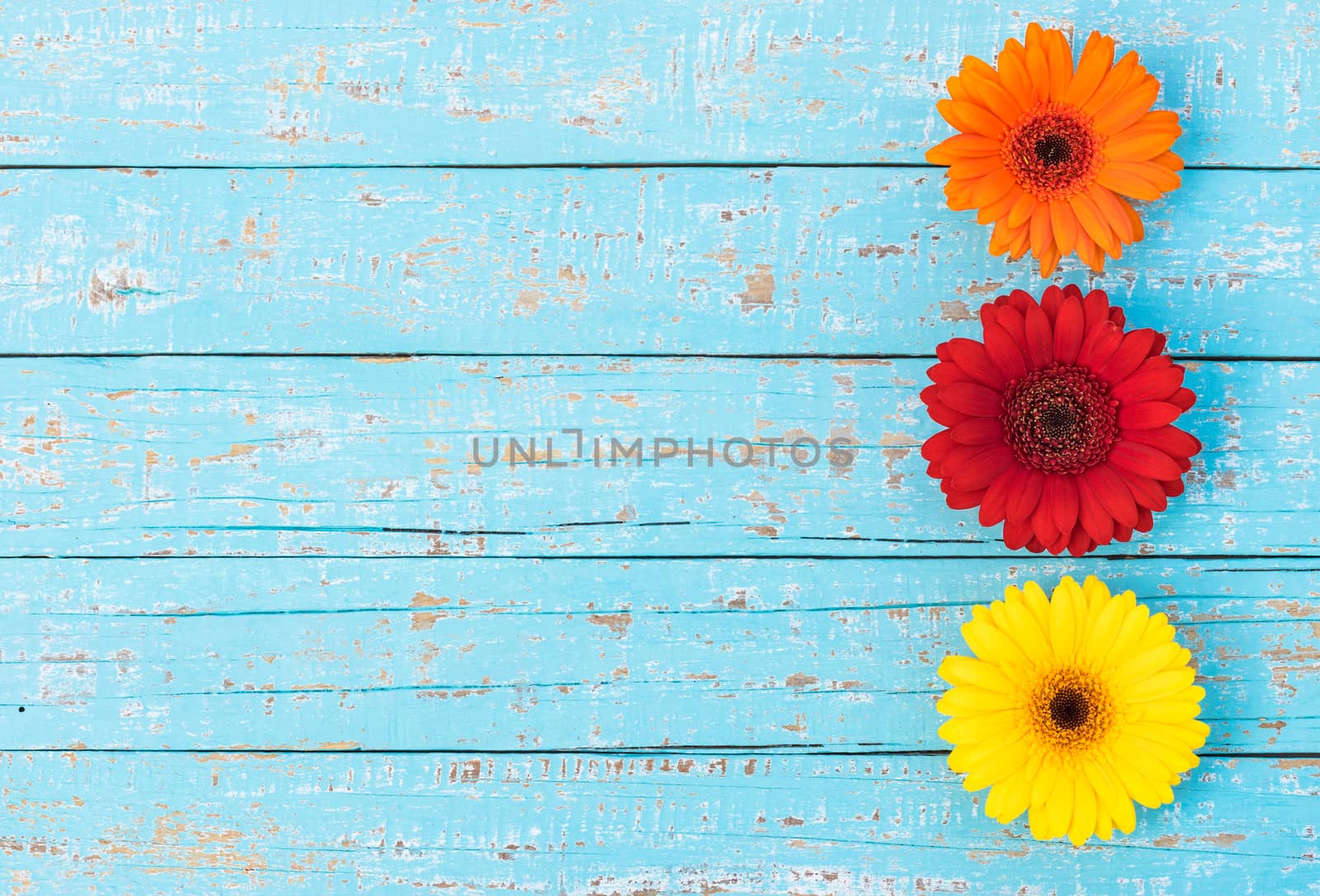 Mulit-colored flowers on light blue wooden background with copy space by Vulcano