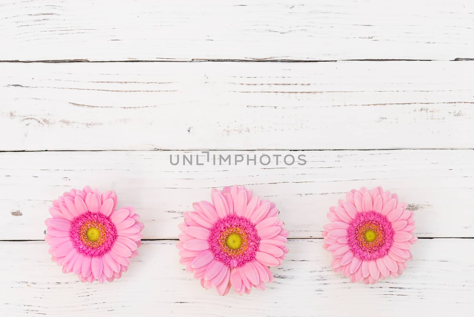 Romantic pink gerbera flowers on white wooden background with copy space