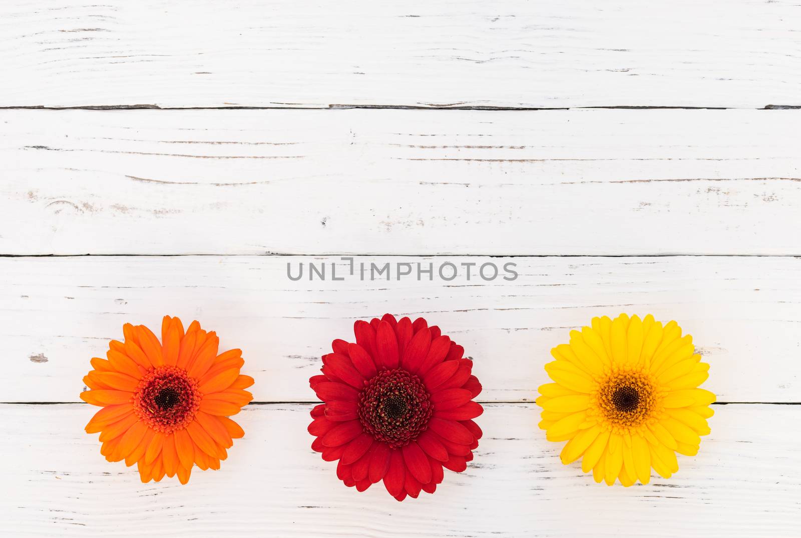 Colorful gerbera flowers on white wooden table background, top view, copy space