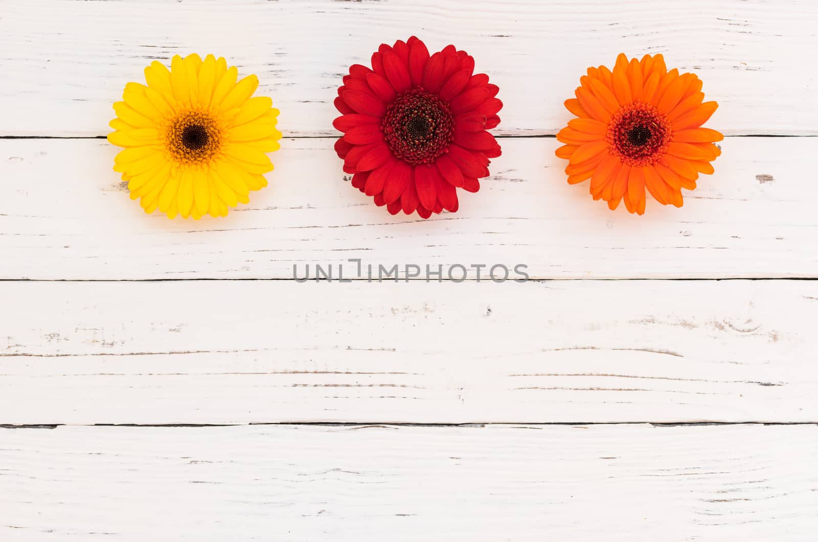 Gerbera flowers in yellow, red and orange on white wooden background with copy space by Vulcano