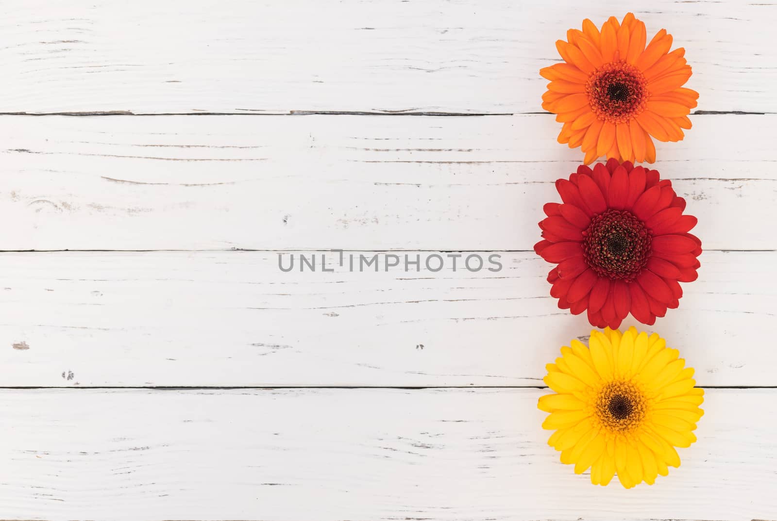 Multi-colored gerbera daisy flowers on white wooden table background with copy space