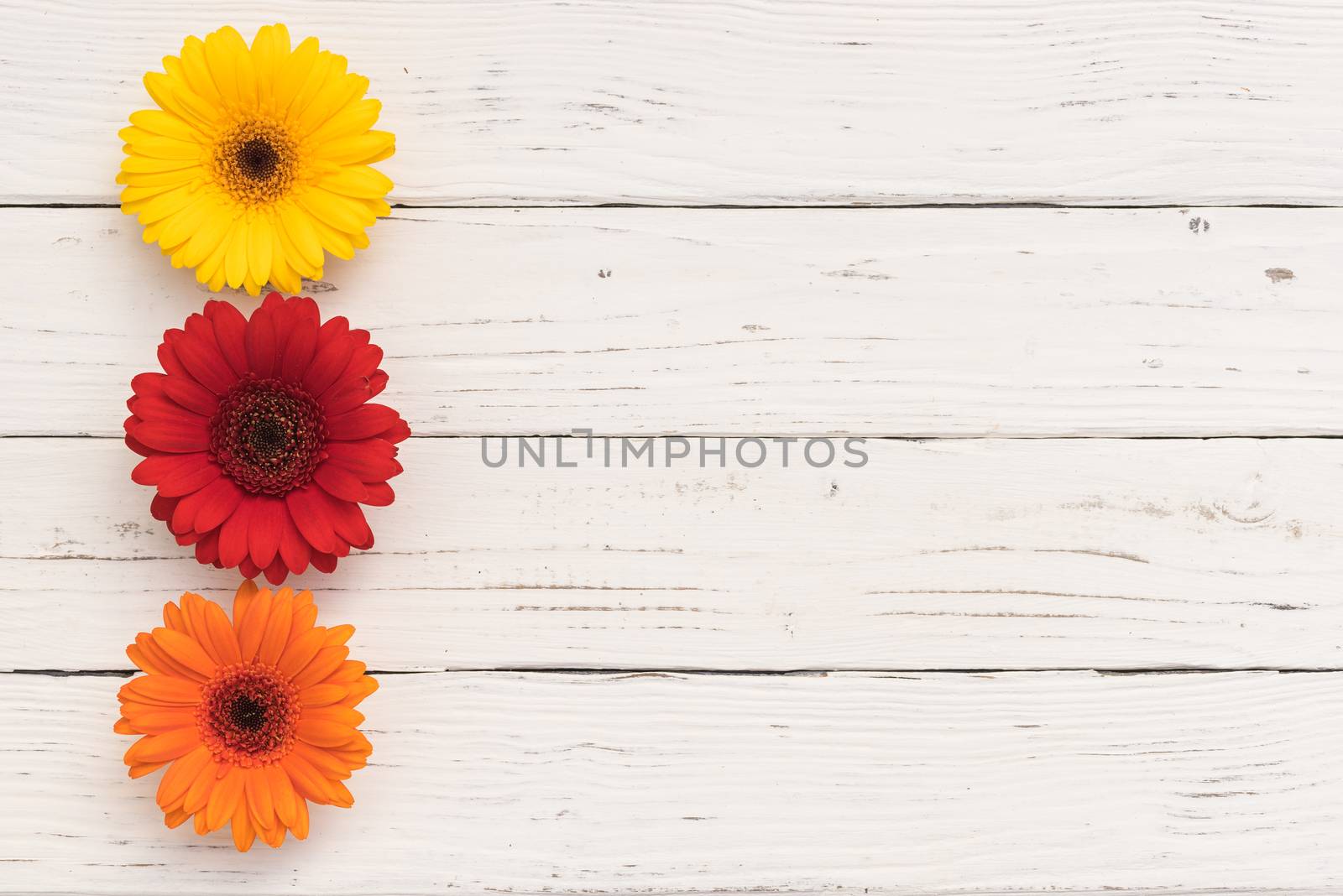 Multicolored flowers arrangement on white wood background by Vulcano