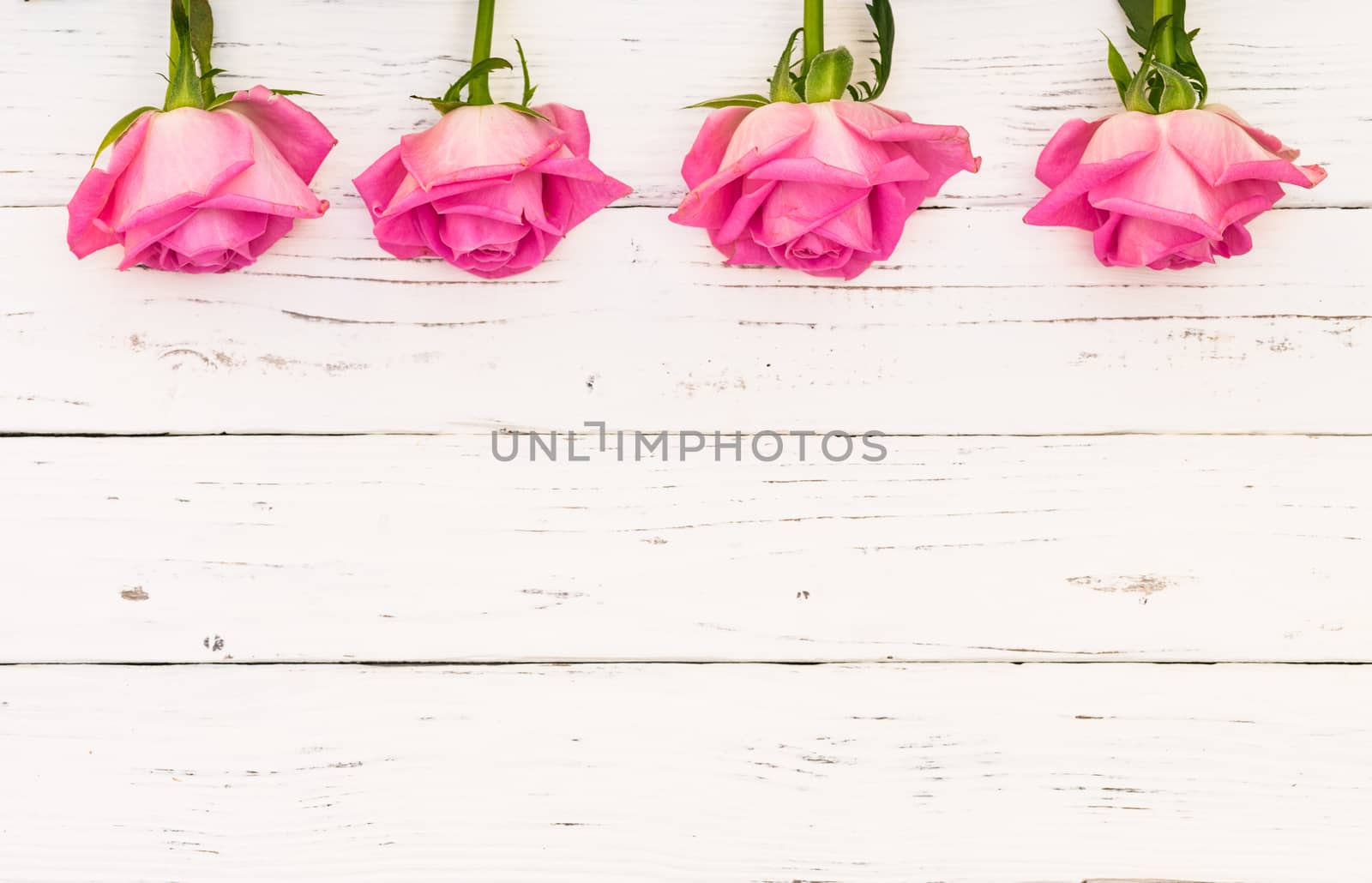 Beautiful fresh pink roses on white wooden background with copy space