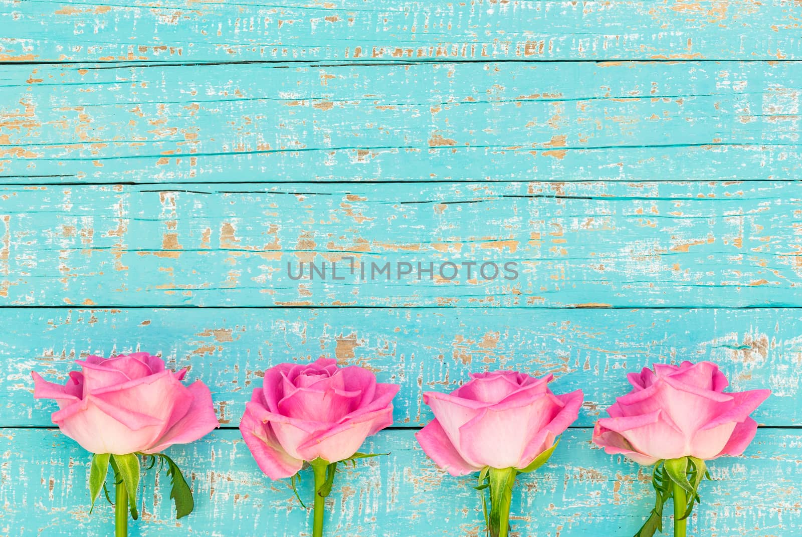 Pastel blue wooden background with fresh pink roses by Vulcano