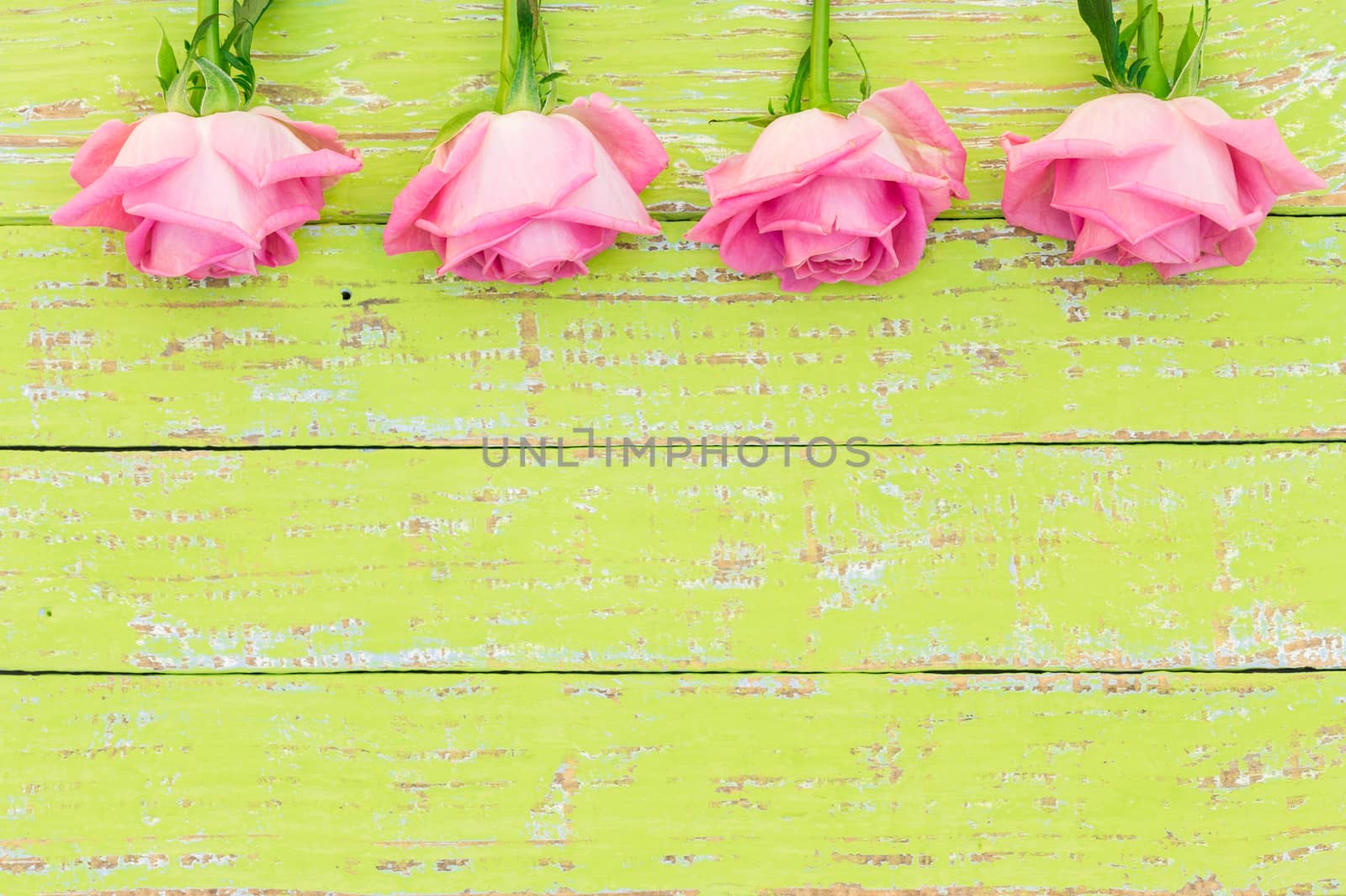 Valentine day background with fresh pink rose flowers by Vulcano