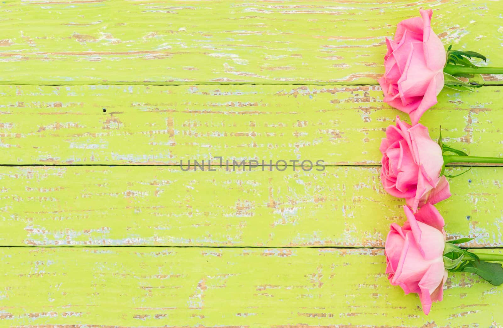 Pink roses background for Valentine's Day by Vulcano