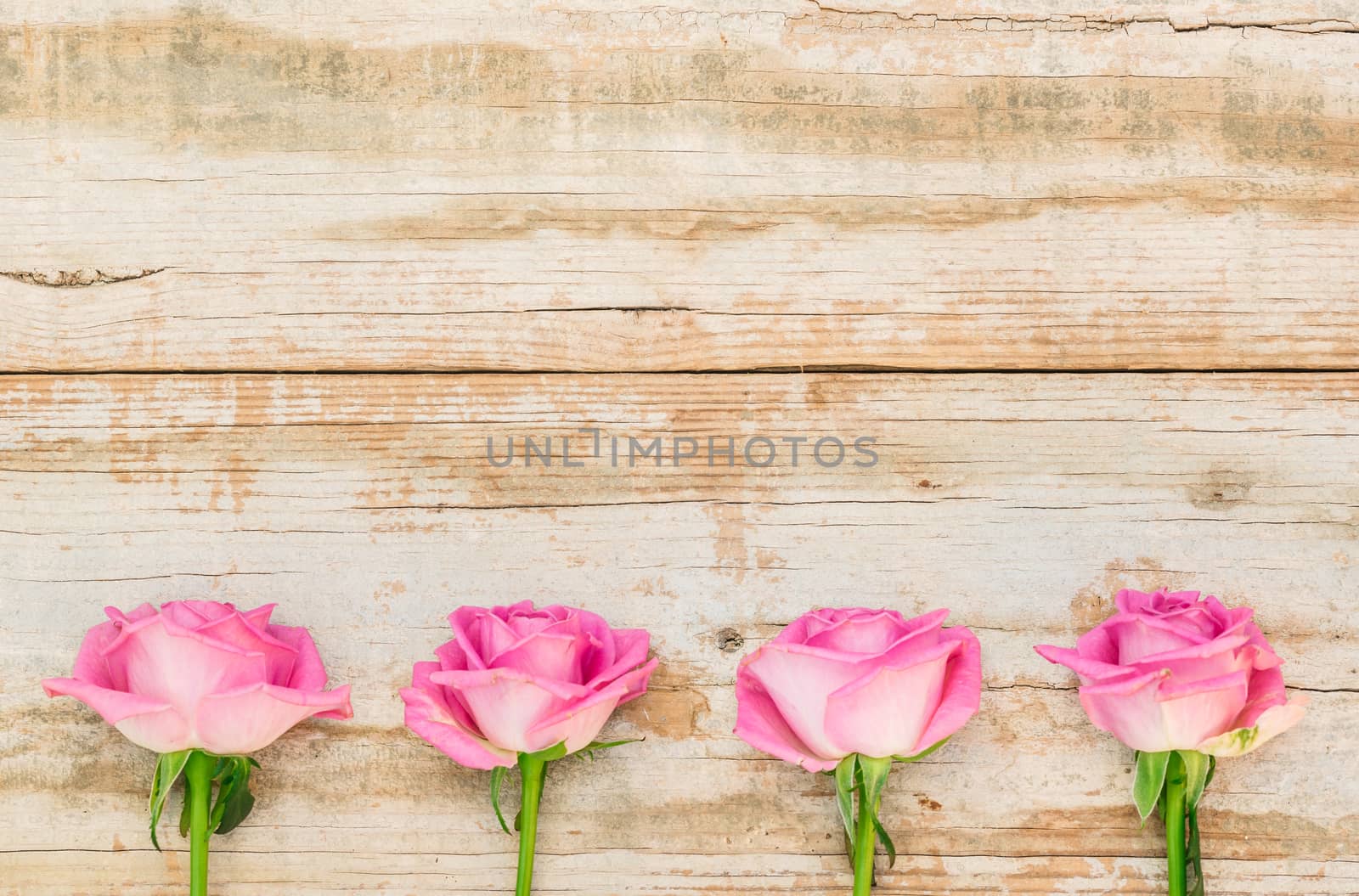 Pink roses on vintage wooden background by Vulcano