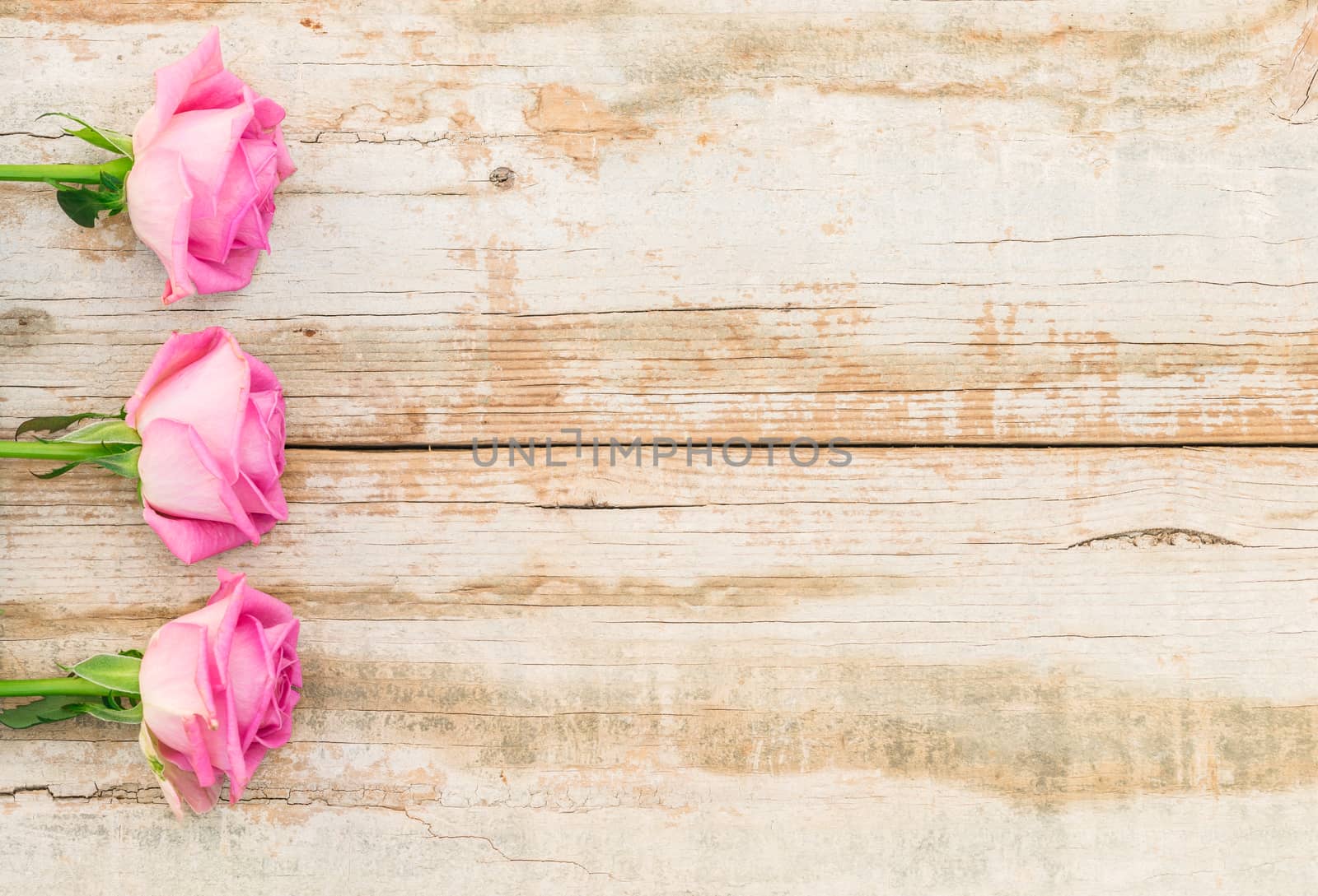 Rustic wooden background with fresh pink roses by Vulcano