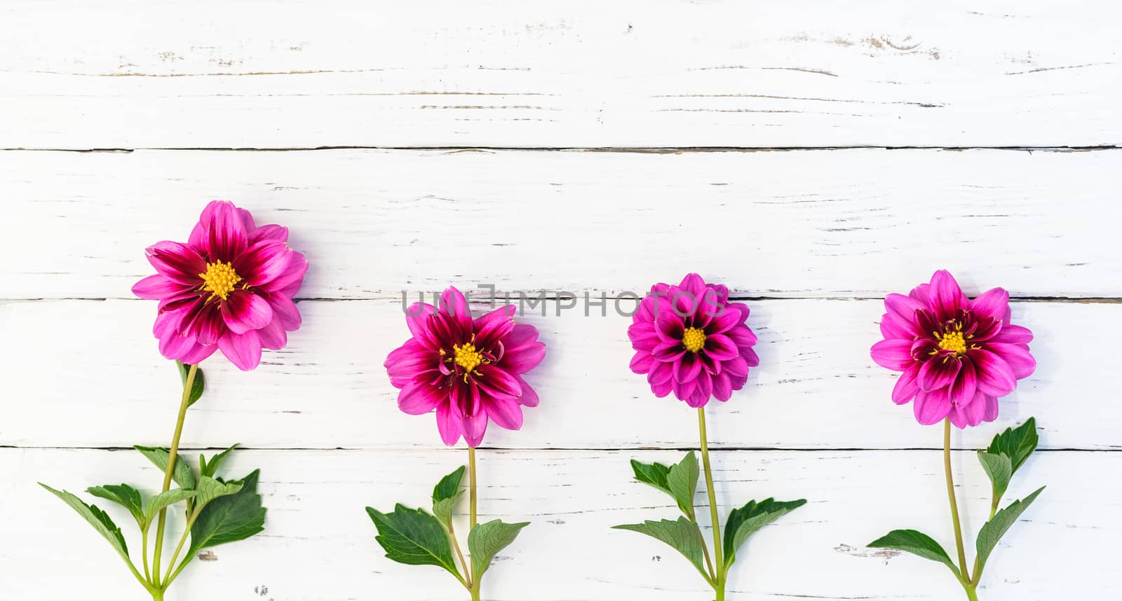 Dahlia flowers frame on rustic white wood background with copy space