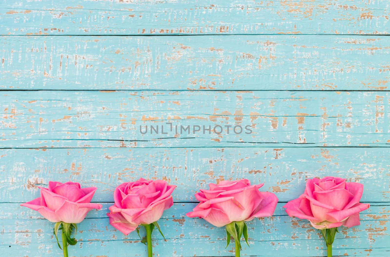 Valentine's day background with pink rose flowers by Vulcano