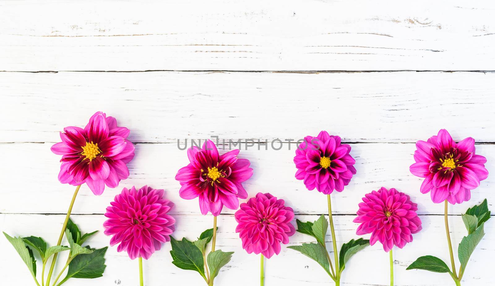 Pink dahlias floral border on white wood with copy space for text