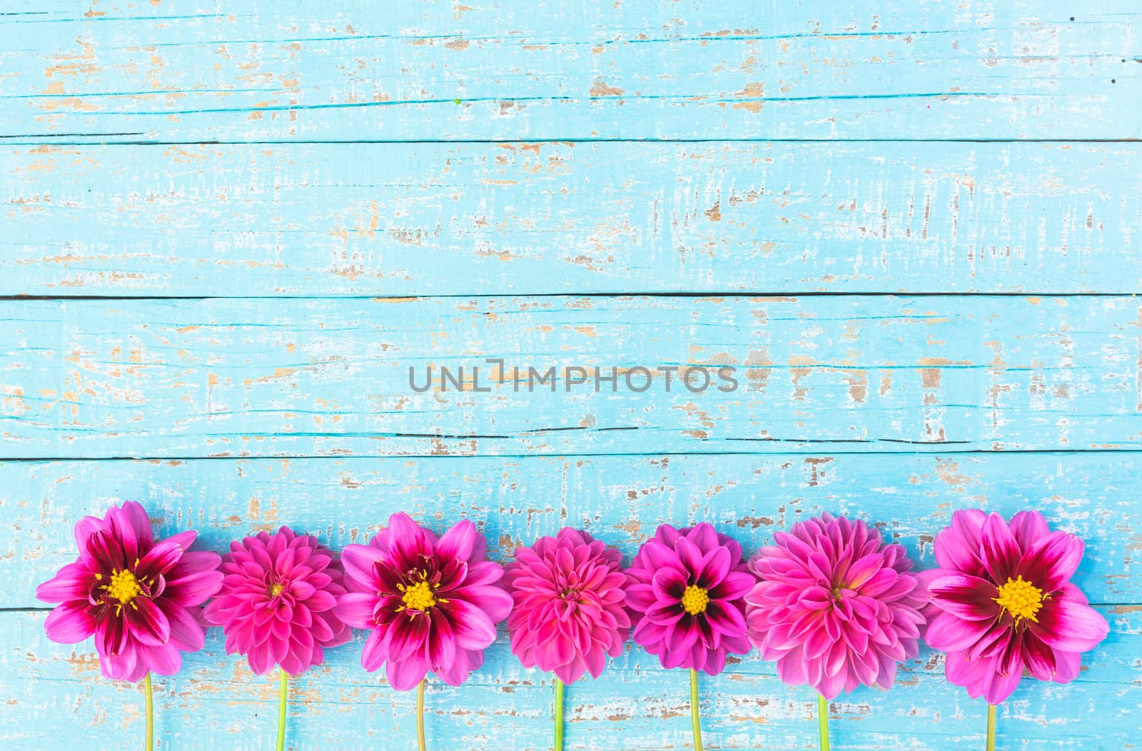 Flowers background with beautiful pink dahlia flowers on light blue wood by Vulcano