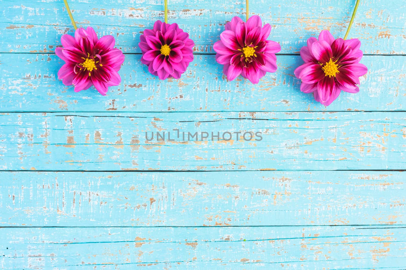 Beautiful pink flowers on light blue wooden background with copy space