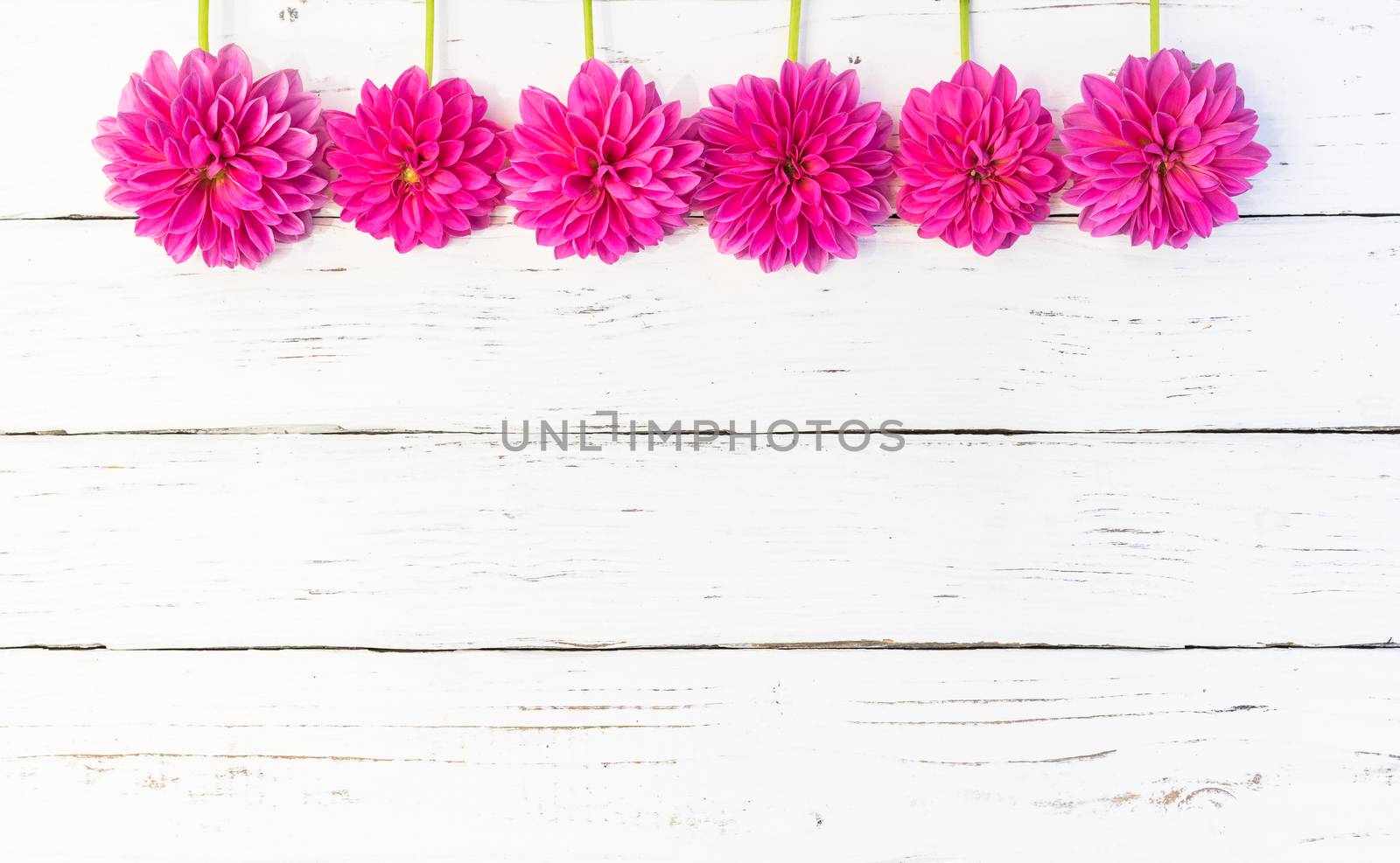 Flower background with pink dahlias border on white wood by Vulcano