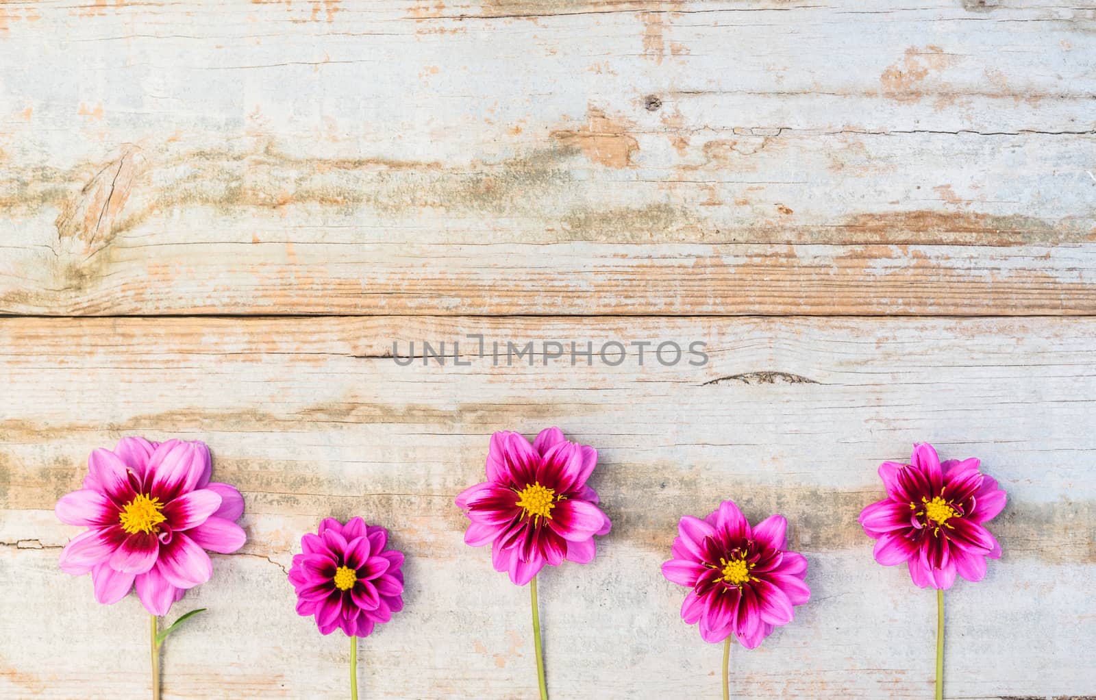 Beautiful pink dahlia flowers frame on vintage wood background with copy space