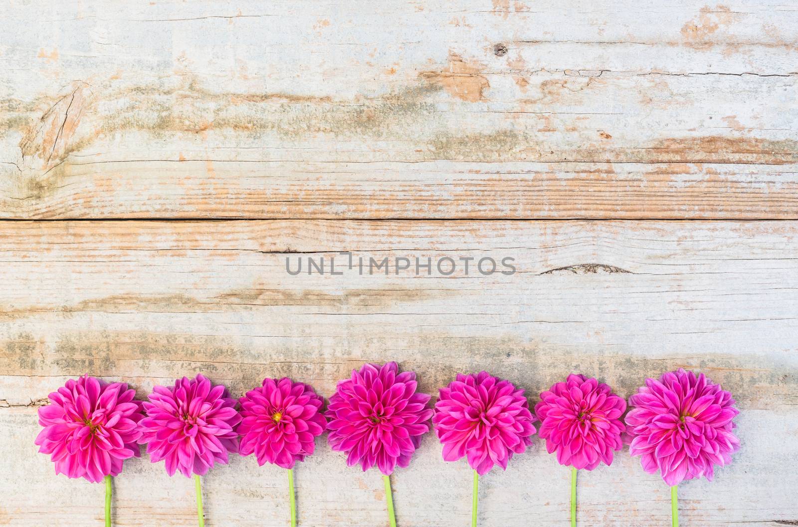 Border of pink summer garden flowers on rustic wooden background with copy space