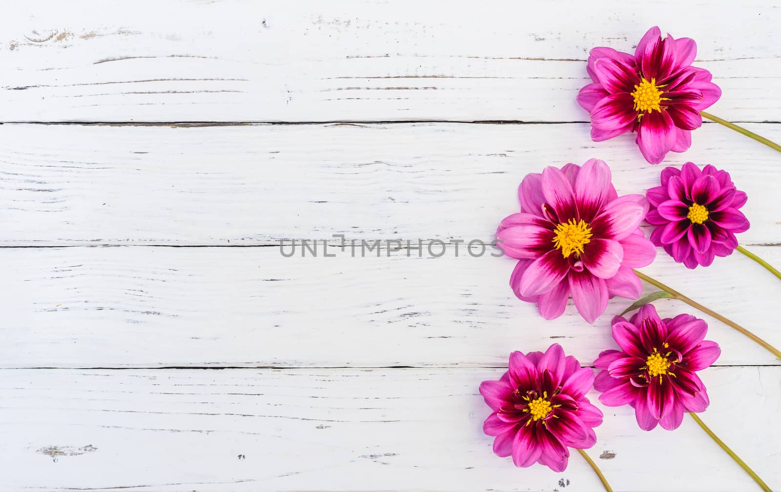 Pink dahlia flowers composition on rustic white wood background with copy space for text