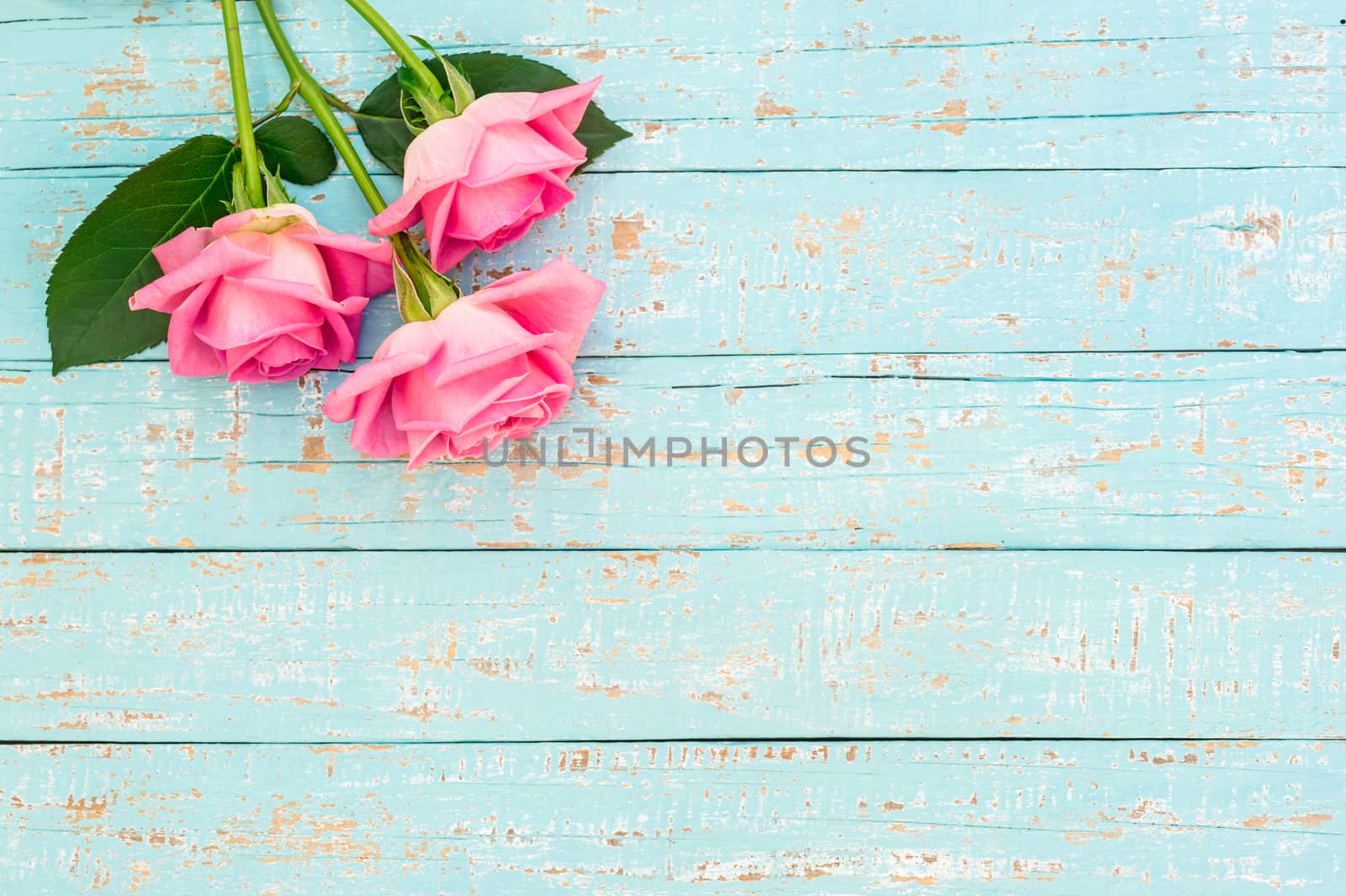 Pink roses bunch of flowers on light blue wood with copy space