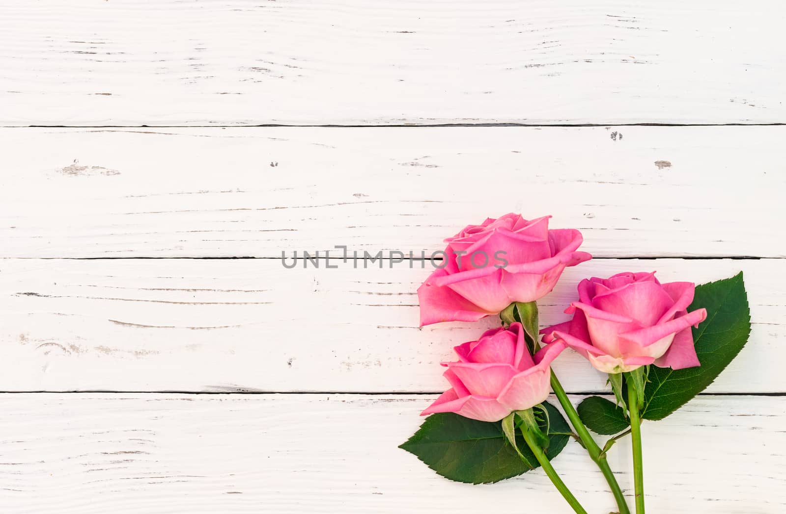 Bouquet of pink roses on white rustic wooden background by Vulcano