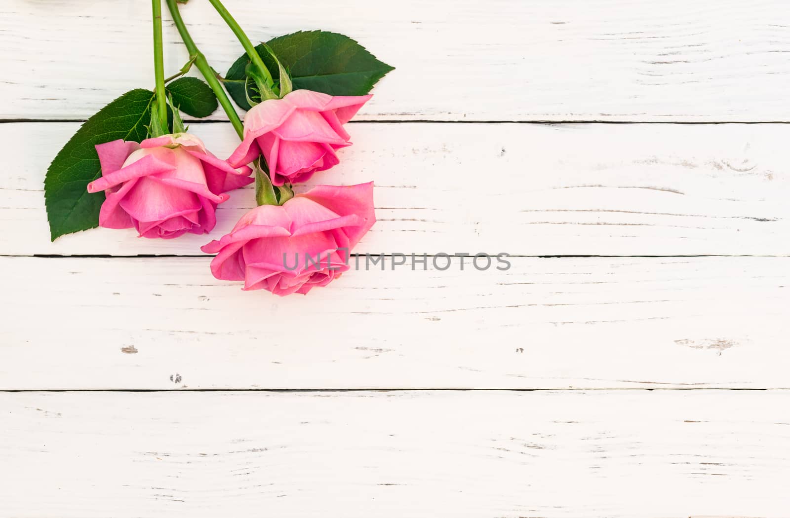 Pink rose flowers on white wooden background by Vulcano